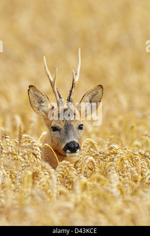 European Roebuck in Wheat Field, Hesse, Germany Stock Photo