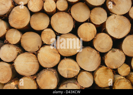 Stack of Spruce Logs, Odenwald, Hesse, Germany Stock Photo