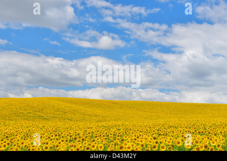 Sunflower Field, Arnstein, Main-Spessart, Franconia, Bavaria, Germany Stock Photo