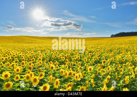 Sunflower Field, Arnstein, Main-Spessart, Franconia, Bavaria, Germany Stock Photo