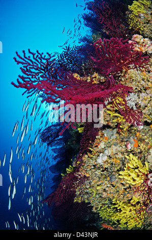 Paramuricea clavata, Red or Great Purple Gorgonians, Croatia,  Mediterranean Sea, Kornati National Park Stock Photo