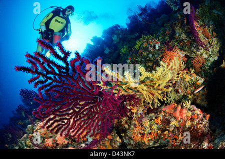 Paramuricea clavata, Red or Great Purple Gorgonians and scuba diver, Croatia,  Mediterranean Sea, Kornati National Park Stock Photo