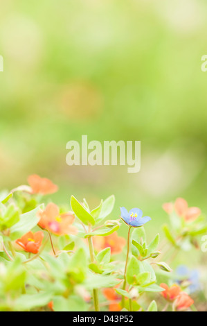 Blue flowering Scarlet Pimpernel, Anagallis arvensis Stock Photo