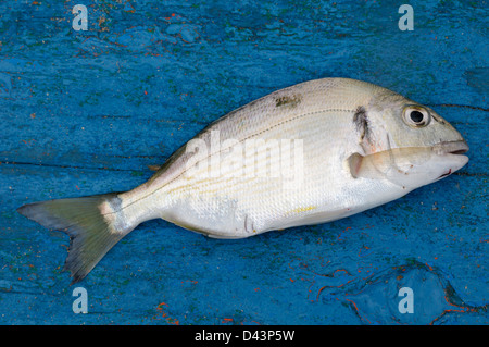 Close-up of Fish, Morocco Stock Photo