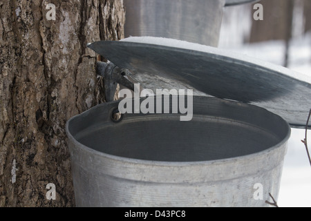 Tapped maple tree close up Stock Photo