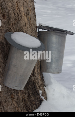 Two metal cans attached to a maple tree for sap collection Stock Photo