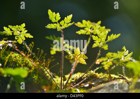 Wild Geranium Leaves, Hesse, Germany Stock Photo