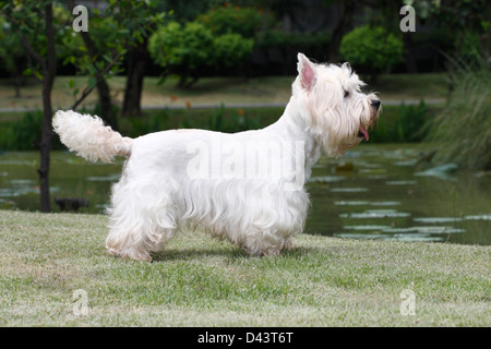 Cute west highland white terrier standing on grass field Stock Photo