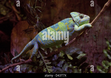 Yemen or Veiled Chameleon (chamaeleo calyptratus) Stock Photo