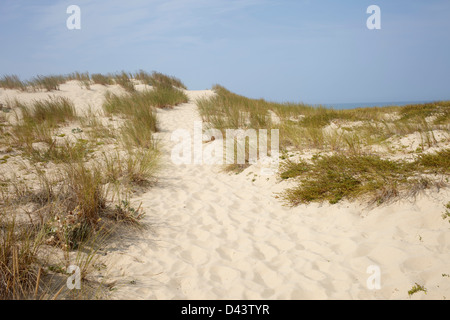 Sand Dunes and Dune Grass, Cap Ferret, Gironde, Aquitaine, France Stock Photo