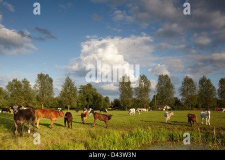 Beef cattle grazing on meadows in the Waveney river valley Stock Photo