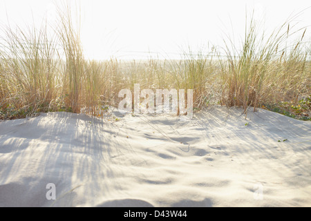 Sand Dunes and Dune Grass, Cap Ferret, Gironde, Aquitaine, France Stock Photo