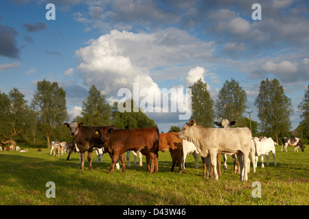 Beef cattle grazing on meadows in the Waveney river valley Stock Photo