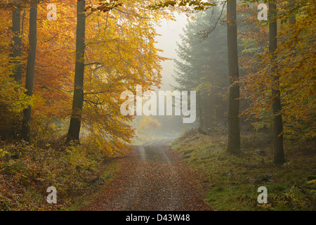 Path through Beech Forest in Autumn, Spessart, Bavaria, Germany Stock Photo