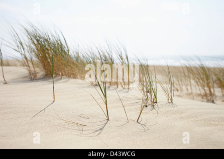 Sand Dunes and Dune Grass, Cap Ferret, Gironde, Aquitaine, France Stock Photo