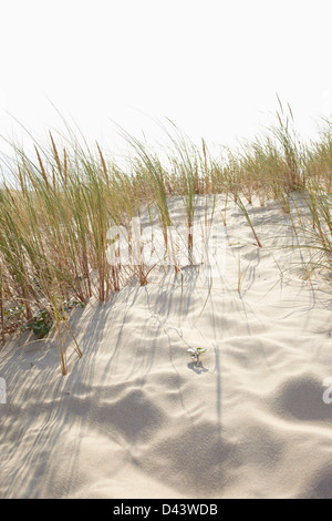 Sand Dunes and Dune Grass, Cap Ferret, Gironde, Aquitaine, France Stock Photo