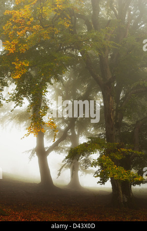 Beech Trees, Swabian Alb, Baden-Wurttemberg, Germany Stock Photo