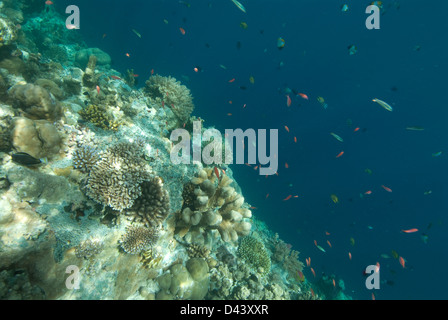 Underwater View of Coral Reef with Small Fish Swimming nearby, Palau, Micronesia Stock Photo