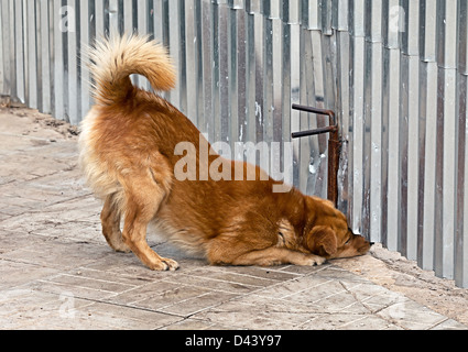 The dog looks up under the fence on what's happening on the street Stock Photo