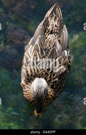 Overhead View of Duck on Water, Herault, France Stock Photo