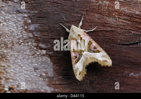 Angle Shades Moth (Phlogophora meticulosa) newly emerged adult at rest on bark, Oxfordshire, England, May Stock Photo