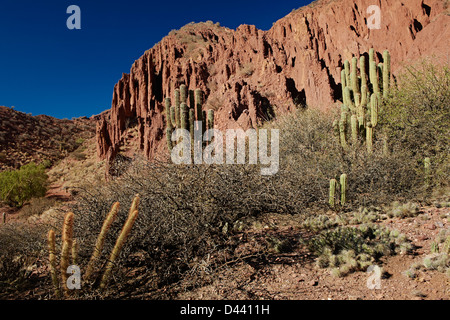 cacti and erosion landscape near Tupiza, Red rock formations in the Canon Del Inca, Tupiza Chichas Range, Bolivia, South America Stock Photo