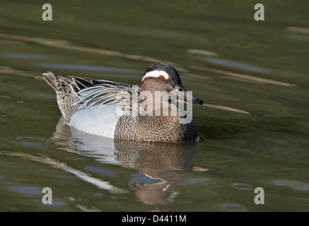 Male Garganey Duck on water - Anas querquedula Stock Photo