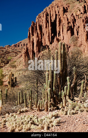 cacti and erosion landscape near Tupiza, Red rock formations in the Canon Del Inca, Tupiza Chichas Range, Bolivia, South America Stock Photo