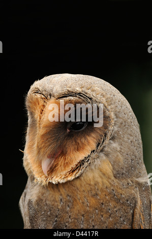 Melanistic Barn Owl (Tyto alba) portrait of adult, captive, England, July Stock Photo