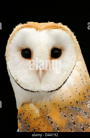 Barn Owl (Tyto alba) close-up of head and face, captive, UK, July Stock Photo