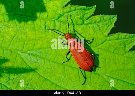 Red Headed Cardinal Beetle (Pyrochroa serraticornis) walking on leaf, Oxfordshire, England, May Stock Photo