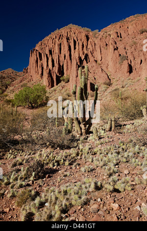 cacti and erosion landscape near Tupiza, Red rock formations in the Canon Del Inca, Tupiza Chichas Range, Bolivia, South America Stock Photo