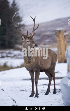 Male red deer near Glencoe Scotland. Stock Photo