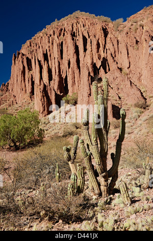 cacti and erosion landscape near Tupiza, Red rock formations in the Canon Del Inca, Tupiza Chichas Range, Bolivia, South America Stock Photo