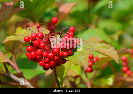 Guelder Rose (Viburnum opulus) cluster of ripe berries, Devon, England, September Stock Photo