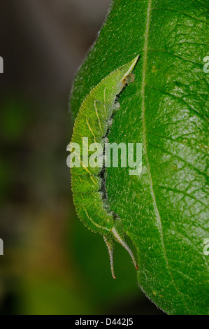 Purple Emperor Butterfly (Apatura iris) larva feeding on goat willow, Oxfordshire, England, April Stock Photo