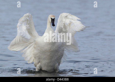 Trumpeter Swan (Cygnus buccinator) Stock Photo