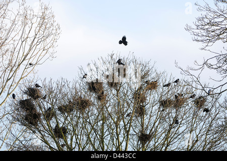 Rook (Corvus frugilegus) in flight over rookery, Oxfordshire, England, March Stock Photo