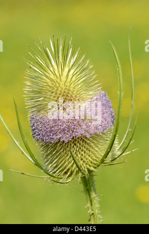 Wild Teasel (Dipsacus silvestris) close-up of flower, Oxfordshire, England, July Stock Photo