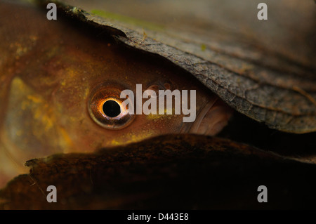 Tench (Tinca tinca) hiding in leaf litter at bottom of pond, Yorkshire, England, February Stock Photo