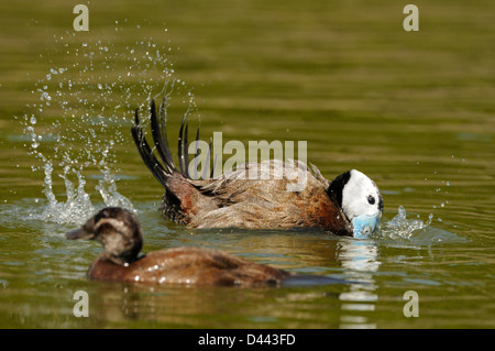 White-headed Duck (Oxyura leucocephala) male displaying to female on water, captive Stock Photo