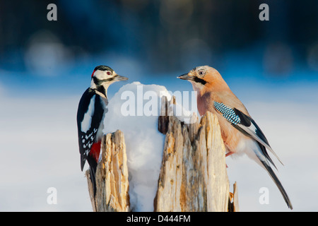Great Spotted Woodpecker and Eurasian Jay Stock Photo
