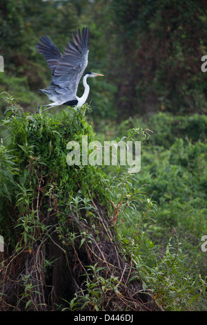 Cocoi Heron, sci.name; Ardea cocoi, in Lago Bayano (lake), Panama province, Republic of Panama Stock Photo