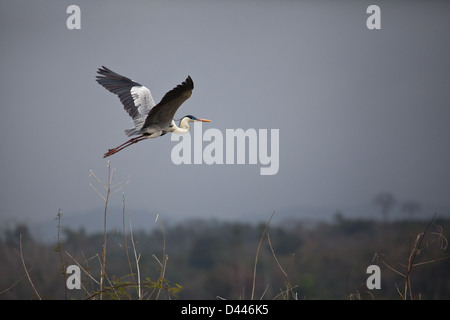 Cocoi Heron, sci.name; Ardea cocoi, in Lago Bayano (lake), Panama province, Republic of Panama Stock Photo