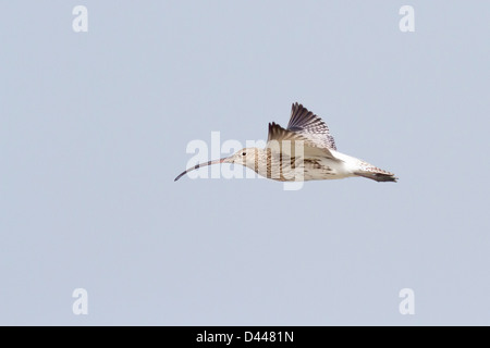 Eurasian Curlew (Numenius arquata) in flight Stock Photo