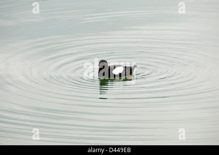 Horizontal close up of a Black Guillemot, Cepphus grylle, paddling on the water. Stock Photo