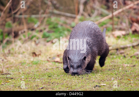 Wild European Otter Lutra lutra running along bank of Norfolk river Stock Photo