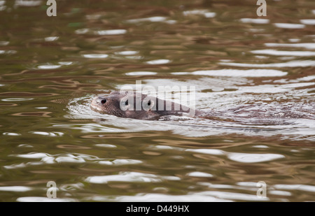 Wild European Otter Lutra lutra swimming in Norfolk river Stock Photo