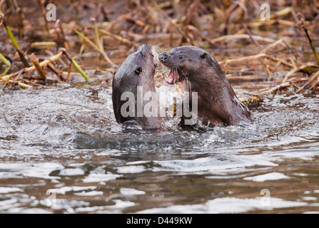 Pair of Wild European Otters Lutra lutra playing in Norfolk river Stock Photo