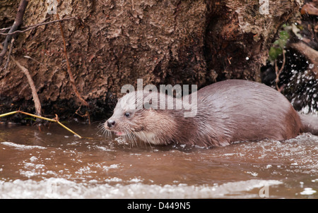 Wild European Otter Lutra lutra on bank of river in Norfolk Stock Photo